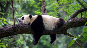 Создать мем: панда на дереве, большая панда, панда спит
