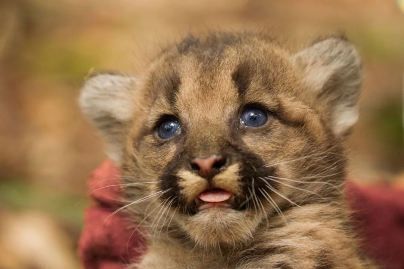 Create meme: little cougar, cub Cougars , cougar animal cub