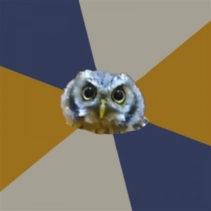 Create meme: owlet, stoned owl, newbie