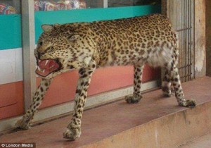 Create meme: taxidermy, leopard, Taxidermist