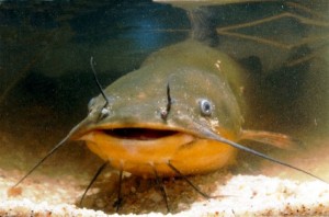 Create meme: cashback, American catfish, canadian catfish