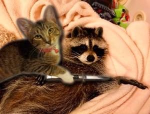 Create meme: raccoon and cat, raccoon gargle, enotik