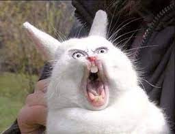Создать мем: кролик кричит, заяц зевает, злой кролик