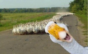 Create meme: meme goose, goose, evil goose