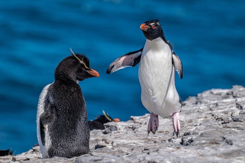 Create meme: the crested penguin, penguin , penguins penguin