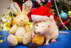 Создать мем: новогодний, новогодняя мышка картинки, новогодняя крыса