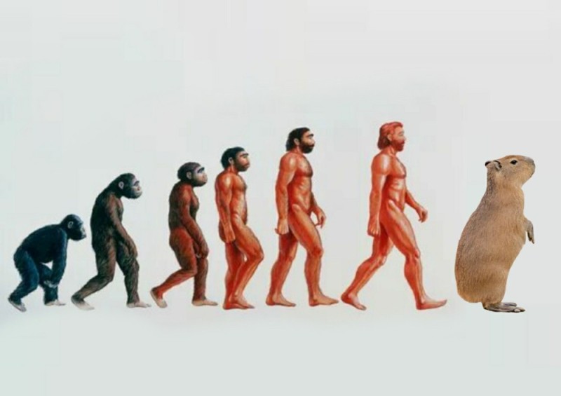 Создать мем: от обезьяны к человеку, этапы эволюции человека,хомо сапиенс, этапы эволюции человека