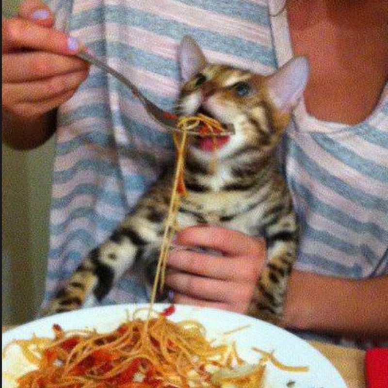 Create meme: cat , cat , spaghetti cat