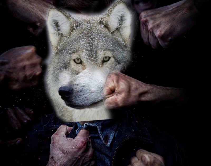 Create meme: wolf wolf, a wolf is not a wolf, Ilya naishuller