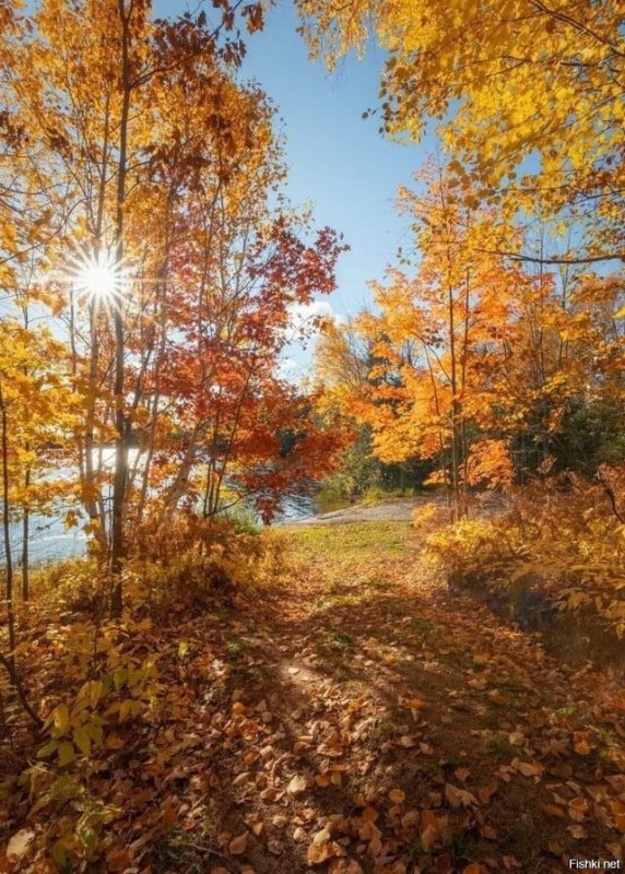 Create meme: indian summer, autumn nature, autumn 