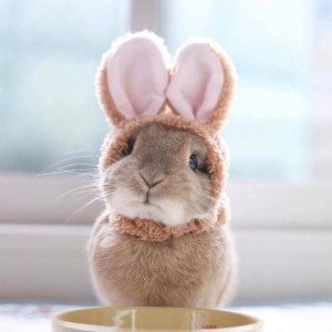 Create meme: the cute bunnies, cute Bunny, rabbit cute