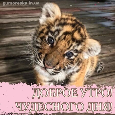 Create meme: little tiger cub, cute tiger, amur tiger cub