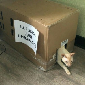 Создать мем: кот, коты, котики