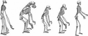 Создать мем: скелет гоминида, скелет человека и человекообразных обезьян, дарвин человекообразная обезьяна