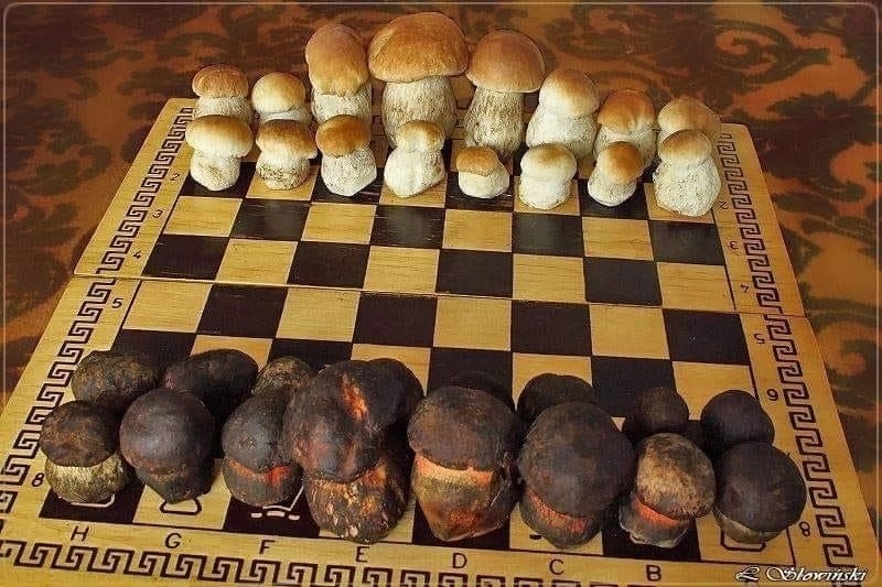 Create meme: mushrooms , mushrooms on the table, mushrooms and potatoes