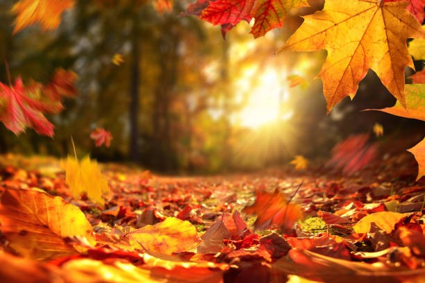 Create meme: autumn background, autumn leaf, autumn background