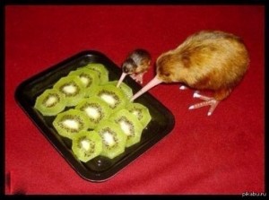 Create meme: boss eats kiwi, kiwi eat kiwi fruit pictures, kiwi animal funny