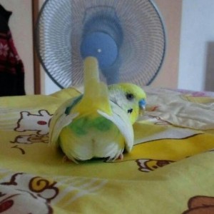 Create meme: budgie