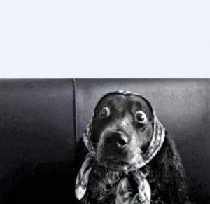 Create meme: surprised dog, a dog in shock, dog