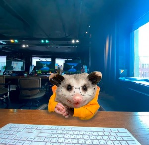 Create meme: opossums, opossum, big-eared opossum