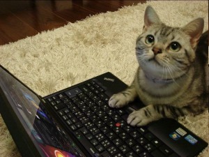 Create meme: the cat behind the keyboard