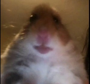 Create meme: screaming hamster, hamster, a scared hamster