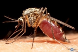 Создать мем: самка комара, комар обыкновенный, заражённые москиты