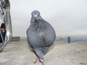 Создать мем: насрал, голубь наташа, pigeon