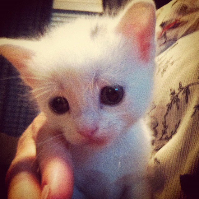Create meme: The little white kitten, white cat , deaf kittens