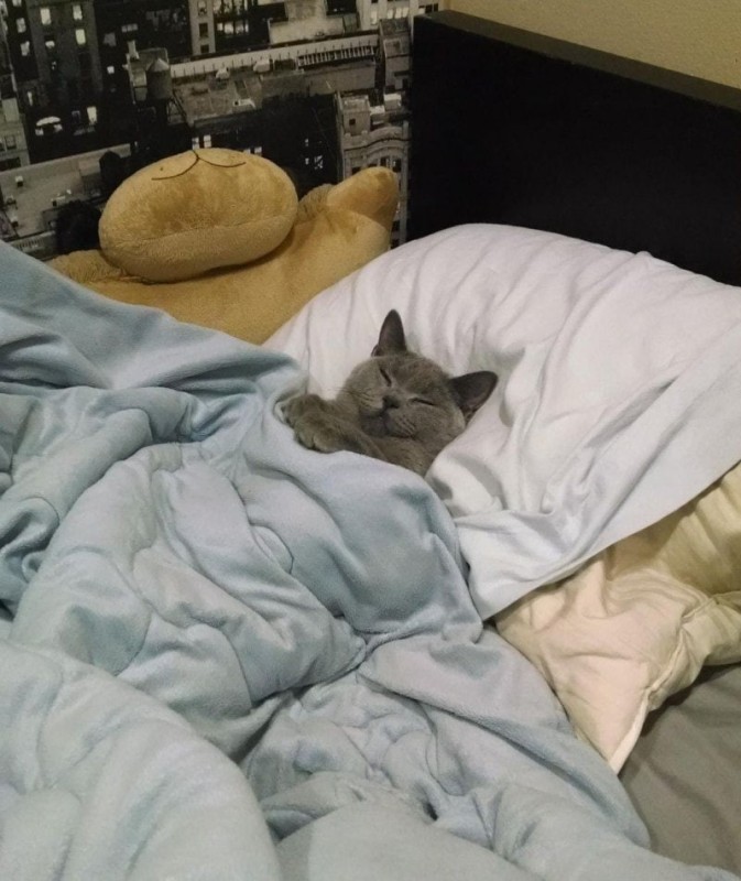 Create meme: cat , the sleeping cat, cat in bed