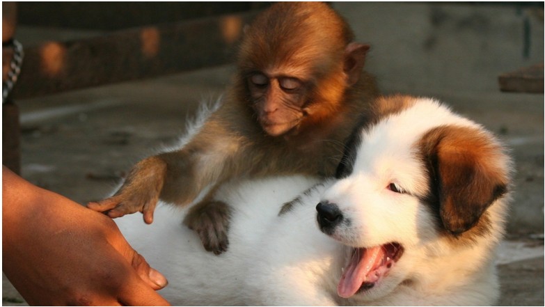 Создать мем: детеныш обезьяны, обезьяны обнимаются, обезьяна спасла щенка