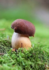 Создать мем: лес грибы, грибы белый гриб, гриб боровик