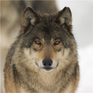 Create meme: animals wolf, the sight of a wolf, grey wolf
