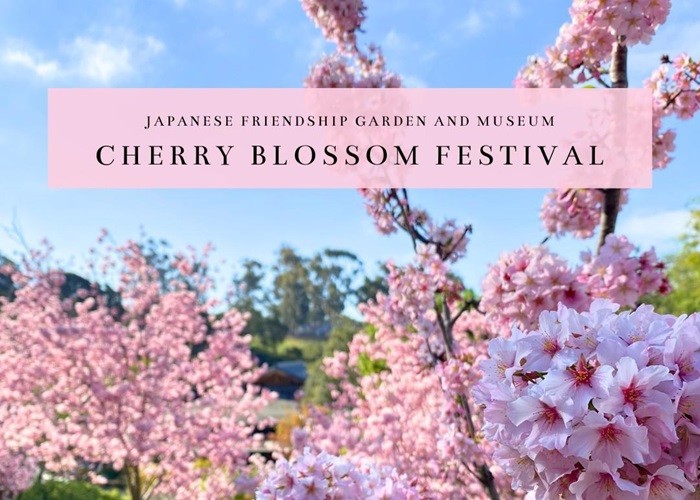 Create meme: cherry blossom, Cherry Blossom Festival, Sakura 