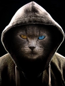 Создать мем: кот в капюшоне на аву, картинки кота в копешоне, кот в тёмном капюшоне