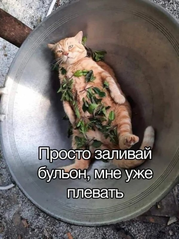 Create meme: cooked cat, cat , soup with a cat