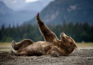 Create meme: bear bear, the bear lies, grizzly bear