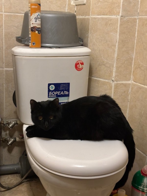 Создать мем: приучение кота к туалету, приучение кота к унитазу, черный кот на унитазе