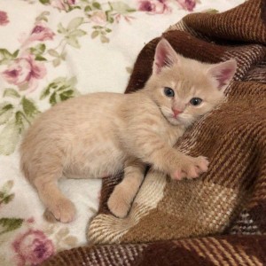 Create meme: ginger kitten, kitties