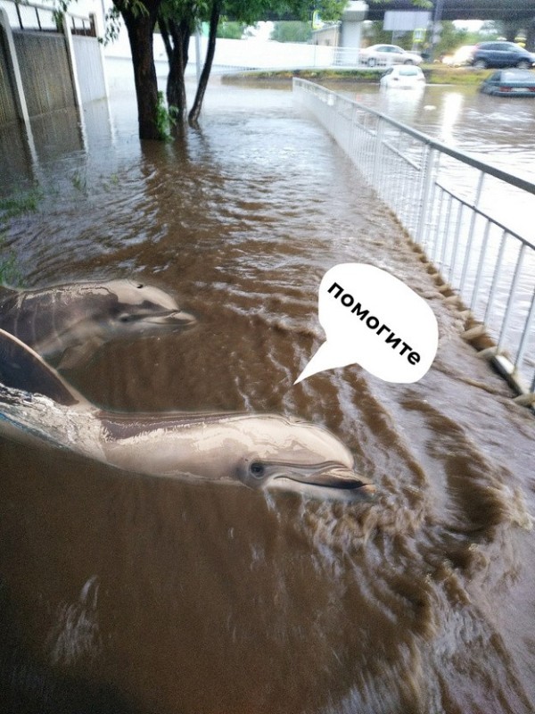 Create meme: The river of tears, the puddle of tears , seaside dolphins
