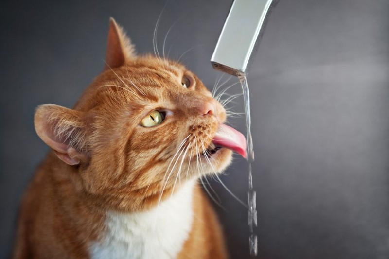 Create meme: the cat drinks water, cat , the cat drinks