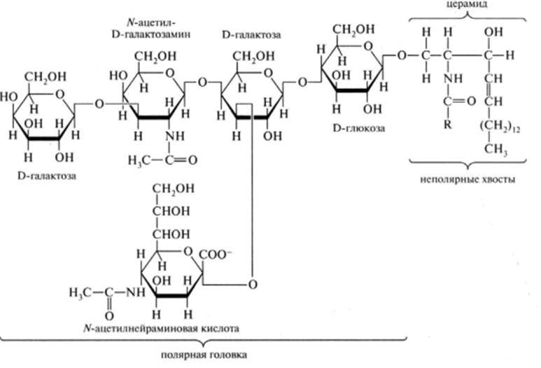 Create meme: ganglioside structural formula, polysaccharide gels biochemistry, glycolipids