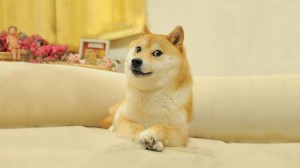 Create meme: doge dog