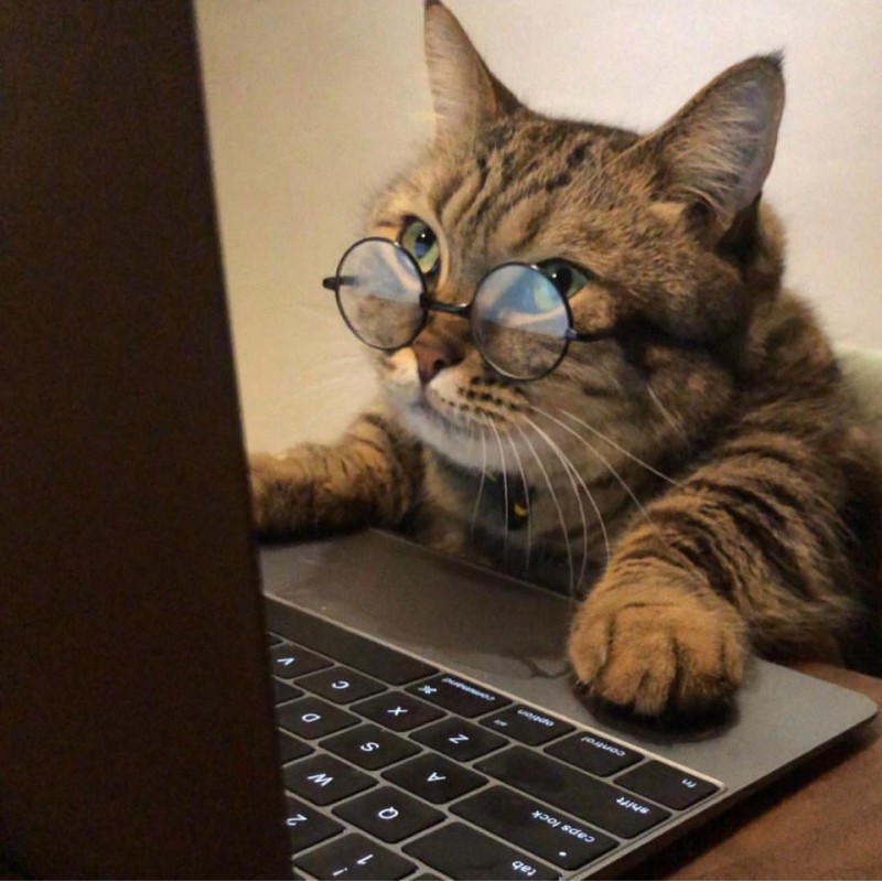 Create meme: the cat at the computer, cat trader, seals fun