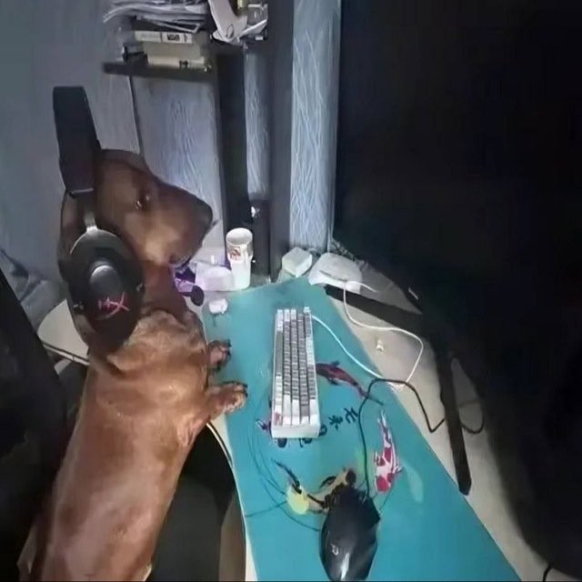 Create meme: the dog at the computer, the dog at the computer, the fee for the computer