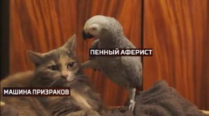 Создать мем: смешные кошки, кошки, коты