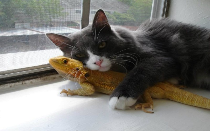 Create meme: cats and lizards, funny animals , The cat and the lizard