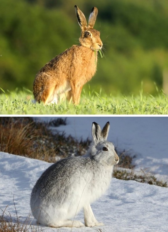 Create meme: the hare in summer and winter, hare hare, the hare in nature