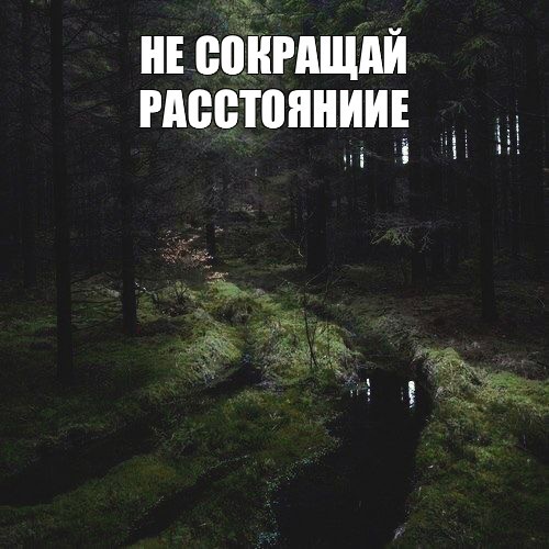 Create meme: dark forest, nature , task 