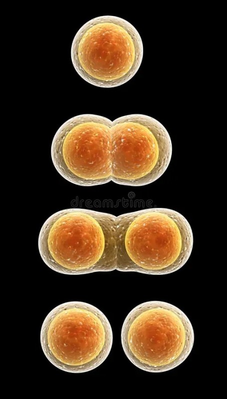 Create meme: cell division, cell division amitosis, the process of cell division